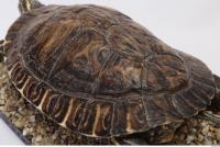 tortoise shell 0010